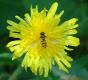 Hoverflies: Marmalade Fly (Episyrphus balteatus)